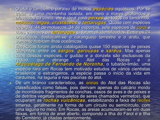 • O atol é também o paraíso de muitasO atol é também o paraíso de muitas espéciesespécies aquáticas. Por seaquáticas. Por se
tratar de uma montanha isolada, em meio a mares profundos etratar de uma montanha isolada, em meio a mares profundos e
afastados da costa, ele é ideal paraafastados da costa, ele é ideal para peixespeixes de todos os tamanhos,de todos os tamanhos,
moluscosmoluscos,, algasalgas,, crustáceoscrustáceos ee tartarugastartarugas. Quase cem espécies. Quase cem espécies
de algas, 44 de moluscos, 34 de esponjas, sete espécies dede algas, 44 de moluscos, 34 de esponjas, sete espécies de coralcoral ee
duas espécies deduas espécies de tartarugastartarugas já foram ali identificadas. Entre os 24já foram ali identificadas. Entre os 24
crustáceos, destacam-se o caranguejo terrestre e o aratu, quecrustáceos, destacam-se o caranguejo terrestre e o aratu, que
somente habitam ilhas oceânicas.somente habitam ilhas oceânicas.
• Em Rocas foram ainda catalogados quase 150 espécies de peixesEm Rocas foram ainda catalogados quase 150 espécies de peixes
diferentes, entre osdiferentes, entre os sargossargos,, garoupasgaroupas ee xaréusxaréus. Mas apenas. Mas apenas
duas dessas espécies, o gudião e a donzela são exclusivas daduas dessas espécies, o gudião e a donzela são exclusivas da
região, que abrange o Atol das Rocas e oregião, que abrange o Atol das Rocas e o
Arquipélago de Fernando de NoronhaArquipélago de Fernando de Noronha , o tubarão-limão, uma, o tubarão-limão, uma
espécie rara em Rocas tem motivado estudos de vários cientistasespécie rara em Rocas tem motivado estudos de vários cientistas
brasileiros e estrangeiros, a espécie passa o início da vida embrasileiros e estrangeiros, a espécie passa o início da vida em
cardumes, na laguna e nas piscinas do atol.cardumes, na laguna e nas piscinas do atol.
• De um branco característico, asDe um branco característico, as areiasareias do Atol das Rocas sãodo Atol das Rocas são
classificados como falsas, pois derivam apenas do calcário moídoclassificados como falsas, pois derivam apenas do calcário moído
de incontáveis fragmentos de conchas, ossos de aves e de peixes ede incontáveis fragmentos de conchas, ossos de aves e de peixes e
de detritos vegetais (esqueletos de seres chamados vermetos), quede detritos vegetais (esqueletos de seres chamados vermetos), que
ocuparam asocuparam as rochas vulcânicasrochas vulcânicas , estabilizando a faixa de, estabilizando a faixa de recifesrecifes
emersa, geralmente na forma de um círculo ou semicírculo, comemersa, geralmente na forma de um círculo ou semicírculo, com
uma laguna no meio. Em Rocas, as areias acumularam-se em duasuma laguna no meio. Em Rocas, as areias acumularam-se em duas
faixas, em forma de anel aberto, compondo a Ilha do Farol e a Ilhafaixas, em forma de anel aberto, compondo a Ilha do Farol e a Ilha
do Cemitério, já citadas anteriormente.do Cemitério, já citadas anteriormente.
 