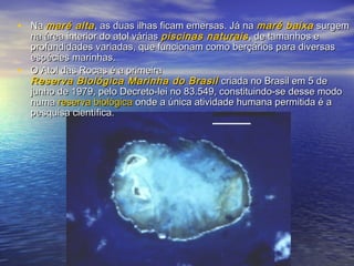 • NaNa maré altamaré alta, as duas ilhas ficam emersas. Já na, as duas ilhas ficam emersas. Já na maré baixamaré baixa surgemsurgem
na área interior do atol váriasna área interior do atol várias piscinas naturaispiscinas naturais , de tamanhos e, de tamanhos e
profundidades variadas, que funcionam como berçários para diversasprofundidades variadas, que funcionam como berçários para diversas
espécies marinhas.espécies marinhas.
• O Atol das Rocas é a primeiraO Atol das Rocas é a primeira
Reserva Biológica Marinha do BrasilReserva Biológica Marinha do Brasil criada no Brasil em 5 decriada no Brasil em 5 de
junho de 1979, pelo Decreto-lei no 83.549, constituindo-se desse modojunho de 1979, pelo Decreto-lei no 83.549, constituindo-se desse modo
numanuma reserva biológicareserva biológica onde a única atividade humana permitida é aonde a única atividade humana permitida é a
pesquisa científica.pesquisa científica.
 