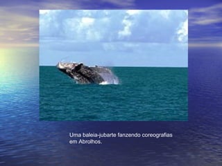 Uma baleia-jubarte fanzendo coreografias
em Abrolhos.
 