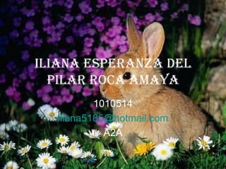 Iliana esperanza del pilar roca amaya 1010514 [email_address] A2A 