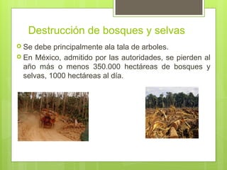 Destrucción de bosques y selvas
 Se debe principalmente ala tala de arboles.
 En México, admitido por las autoridades, se pierden al
año más o menos 350.000 hectáreas de bosques y
selvas, 1000 hectáreas al día.
 