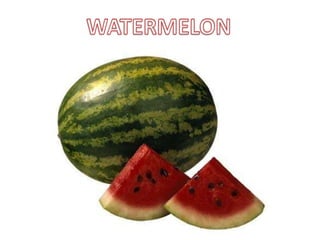 WATERMELON