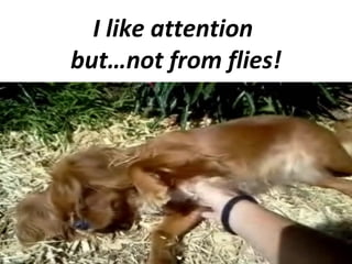 I like attention
but…not from flies!

 