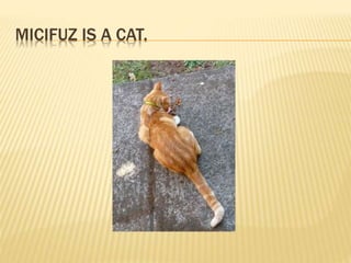 MICIFUZ IS A CAT.
 