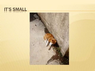 IT’S SMALL
 