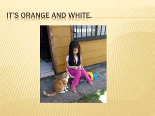 IT’S ORANGE AND WHITE.
 