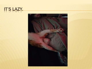 IT’S LAZY.
 