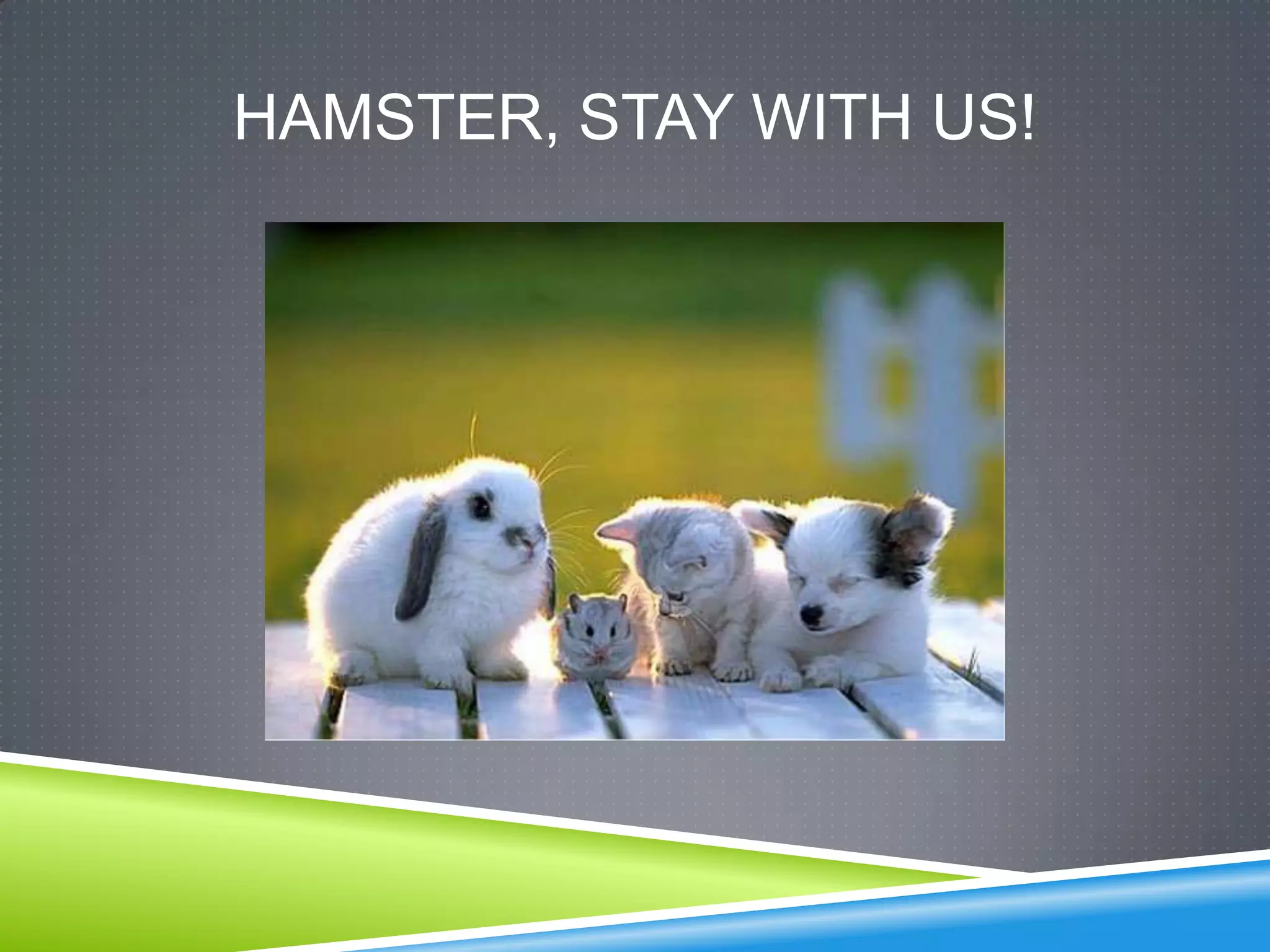 HAMSTER, STAY WITH US!
 