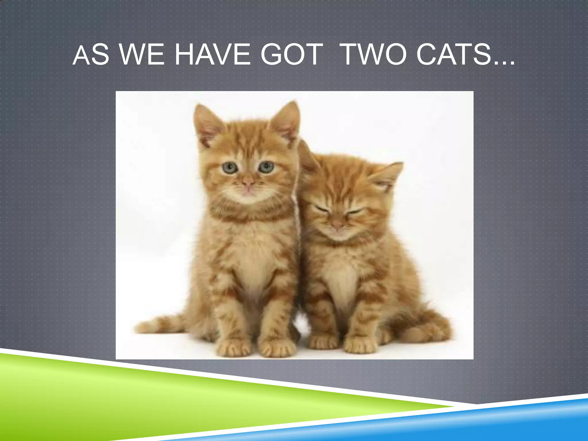 AS WE HAVE GOT TWO CATS...
 