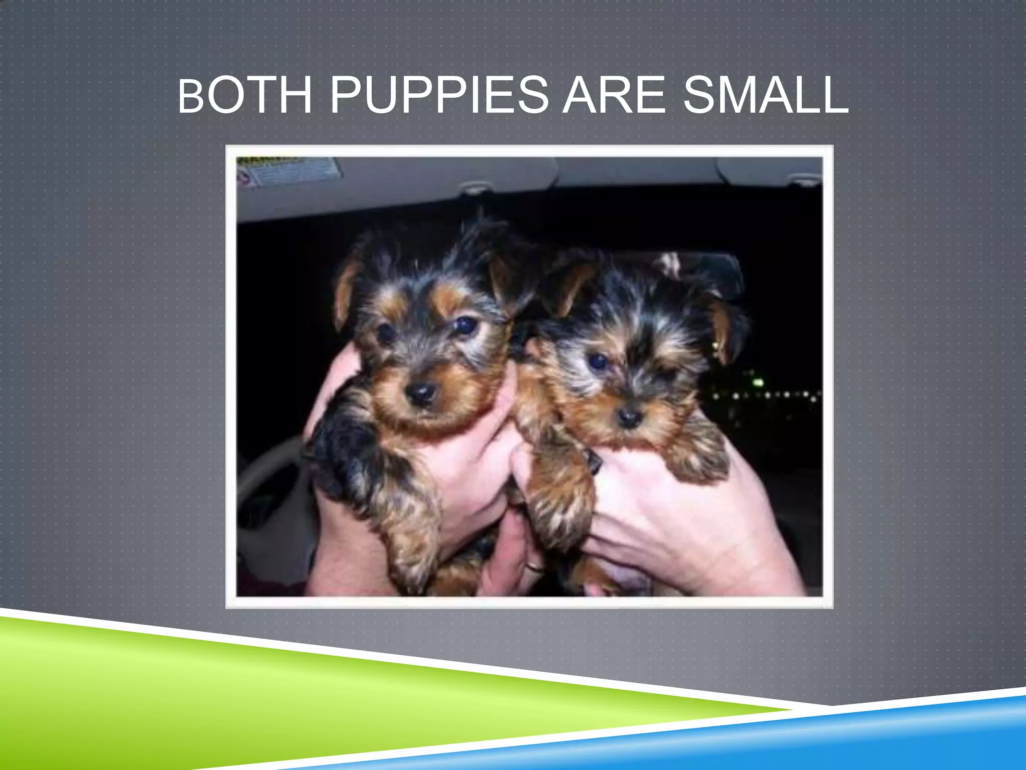 BOTH PUPPIES ARE SMALL
 