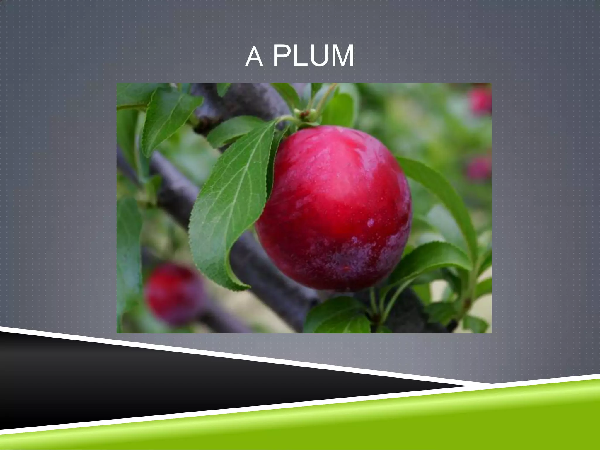 A PLUM
 