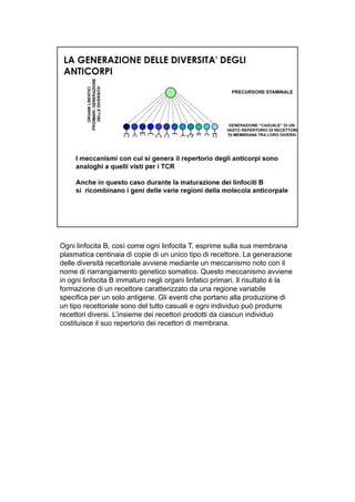 Ogni linfocita B, così come ogni linfocita T, esprime sulla sua membrana
plasmatica centinaia di copie di un unico tipo di recettore. La generazione
delle diversità recettoriale avviene mediante un meccanismo noto con il
nome di riarrangiamento genetico somatico. Questo meccanismo avviene
in ogni linfocita B immaturo negli organi linfatici primari. Il risultato è la
formazione di un recettore caratterizzato da una regione variabile
specifica per un solo antigene. Gli eventi che portano alla produzione di
un tipo recettoriale sono del tutto casuali e ogni individuo può produrre
recettori diversi. L’insieme dei recettori prodotti da ciascun individuo
costituisce il suo repertorio dei recettori di membrana.
 