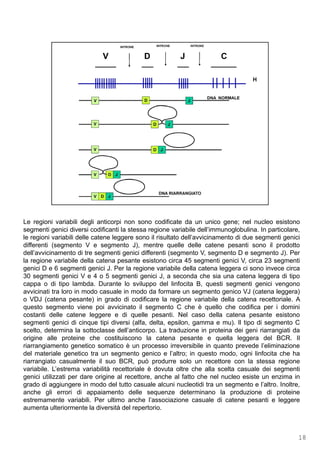 Le regioni variabili degli anticorpi non sono codificate da un unico gene; nel nucleo esistono
segmenti genici diversi codificanti la stessa regione variabile dell’immunoglobulina. In particolare,
le regioni variabili delle catene leggere sono il risultato dell’avvicinamento di due segmenti genici
differenti (segmento V e segmento J), mentre quelle delle catene pesanti sono il prodotto
dell’avvicinamento di tre segmenti genici differenti (segmento V, segmento D e segmento J). Per
la regione variabile della catena pesante esistono circa 45 segmenti genici V, circa 23 segmenti
genici D e 6 segmenti genici J. Per la regione variabile della catena leggera ci sono invece circa
30 segmenti genici V e 4 o 5 segmenti genici J, a seconda che sia una catena leggera di tipo
cappa o di tipo lambda. Durante lo sviluppo del linfocita B, questi segmenti genici vengono
avvicinati tra loro in modo casuale in modo da formare un segmento genico VJ (catena leggera)
o VDJ (catena pesante) in grado di codificare la regione variabile della catena recettoriale. A
questo segmento viene poi avvicinato il segmento C che è quello che codifica per i domini
costanti delle catene leggere e di quelle pesanti. Nel caso della catena pesante esistono
segmenti genici di cinque tipi diversi (alfa, delta, epsilon, gamma e mu). Il tipo di segmento C
scelto, determina la sottoclasse dell’anticorpo. La traduzione in proteina dei geni riarrangiati da
origine alle proteine che costituiscono la catena pesante e quella leggera del BCR. Il
riarrangiamento genetico somatico è un processo irreversibile in quanto prevede l’eliminazione
del materiale genetico tra un segmento genico e l’altro; in questo modo, ogni linfocita che ha
riarrangiato casualmente il suo BCR, può produrre solo un recettore con la stessa regione
variabile. L’estrema variabilità recettoriale è dovuta oltre che alla scelta casuale dei segmenti
genici utilizzati per dare origine al recettore, anche al fatto che nel nucleo esiste un enzima in
grado di aggiungere in modo del tutto casuale alcuni nucleotidi tra un segmento e l’altro. Inoltre,
18
anche gli errori di appaiamento delle sequenze determinano la produzione di proteine
estremamente variabili. Per ultimo anche l’associazione casuale di catene pesanti e leggere
aumenta ulteriormente la diversità del repertorio.
 