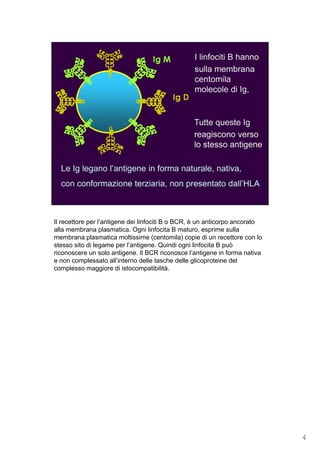 Il recettore per l’antigene dei linfociti B o BCR, è un anticorpo ancorato
alla membrana plasmatica. Ogni linfocita B maturo, esprime sulla
membrana plasmatica moltissime (centomila) copie di un recettore con lo
stesso sito di legame per l’antigene. Quindi ogni linfocita B può
riconoscere un solo antigene. Il BCR riconosce l’antigene in forma nativa
e non complessato all’interno delle tasche delle glicoproteine del
complesso maggiore di istocompatibilità.
4
 
