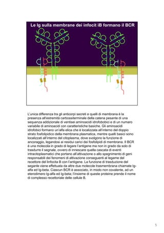 L’unica differenza tra gli anticorpi secreti e quelli di membrana è la
presenza all’estremità carbossiterminale della catena pesante di una
sequenza addizionale di ventisei aminoacidi idrofobobici e di un numaro
variabile di aminoacidi con caratteristiche basiche. Gli aminoacidi
idrofobici formano un’alfa elica che è localizzata all’interno del doppio
strato fosfolipidico della membrana plasmatica, mentre quelli basici sono
localizzati all’interno del citoplasma, dove svolgono la funzione di
ancoraggio, legandosi ai residui carici dei fosfolipidi di membrana. Il BCR
è una molecola in grado di legare l’antigene ma non in grado da solo di
trasdurre il segnale, ovvero di innescare quella cascata di eventi
intracitoplasmatici che portano all’attivazione o allo spegnimento di geni
responsabili dei fenomeni di attivazione conseguenti al legame del
recettore del linfocita B con l’antigene. La funzione di trasduzione del
seganle viene effettuata da altre due molecole trasmembrana chiamate Ig-
alfa ed Ig-beta. Ciascun BCR è associato, in modo non covalente, ad un
eterodimero Ig-alfa ed Ig-beta; l’insieme di queste proteine prende il nome
di complesso recettoriale delle cellule B.
5
 