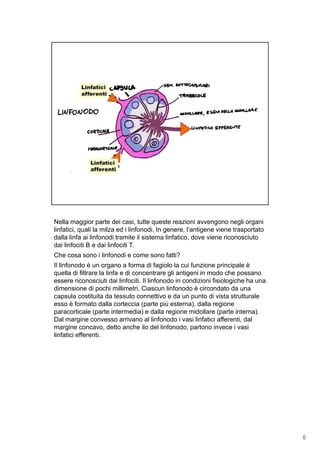 Nella maggior parte dei casi, tutte queste reazioni avvengono negli organi
linfatici, quali la milza ed i linfonodi. In genere, l’antigene viene trasportato
dalla linfa ai linfonodi tramite il sistema linfatico, dove viene riconosciuto
dai linfociti B e dai linfociti T.
Che cosa sono i linfonodi e come sono fatti?
Il linfonodo è un organo a forma di fagiolo la cui funzione principale è
quella di filtrare la linfa e di concentrare gli antigeni in modo che possano
essere riconosciuti dai linfociti Il linfonodo in condizioni fisiologiche ha unaessere riconosciuti dai linfociti. Il linfonodo in condizioni fisiologiche ha una
dimensione di pochi millimetri. Ciascun linfonodo è circondato da una
capsula costituita da tessuto connettivo e da un punto di vista strutturale
esso è formato dalla corteccia (parte più esterna), dalla regione
paracorticale (parte intermedia) e dalla regione midollare (parte interna).
Dal margine convesso arrivano al linfonodo i vasi linfatici afferenti, dal
margine concavo, detto anche ilo del linfonodo, partono invece i vasi
linfatici efferentilinfatici efferenti.
8
 