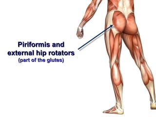 Piriformis and
external hip rotators
   (part of the glutes)
 