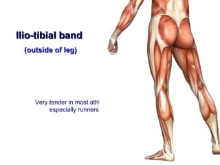 Ilio-tibial band
 (outside of leg)




    Very tender in most athletes,
         especially runners
 