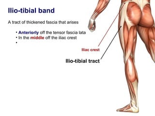 Ilio-tibial band
A tract of thickened fascia that arises

    • Anteriorly off the tensor fascia lata
    • In the middle off the iliac crest
    •
                                          Iliac crest


                               Ilio-tibial tract
 