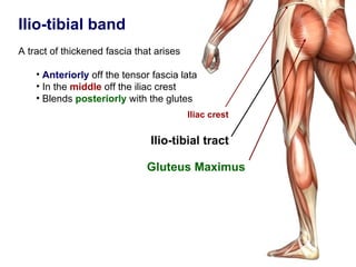 Ilio-tibial band
A tract of thickened fascia that arises

    • Anteriorly off the tensor fascia lata
    • In the middle off the iliac crest
    • Blends posteriorly with the glutes
                                          Iliac crest


                               Ilio-tibial tract

                              Gluteus Maximus
 