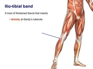 Ilio-tibial band
A tract of thickened fascia that inserts

    • distally at Gerdy’s tubercle
 