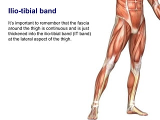 Ilio-tibial band
It’s important to remember that the fascia
around the thigh is continuous and is just
thickened into the ilio-tibial band (IT band)
at the lateral aspect of the thigh.
 