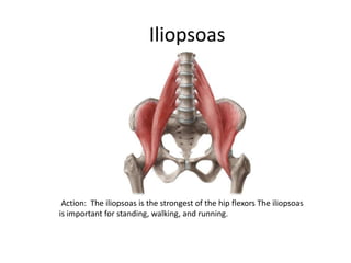 Iliopsoas
Action: The iliopsoas is the strongest of the hip flexors The iliopsoas
is important for standing, walking, and running.
 