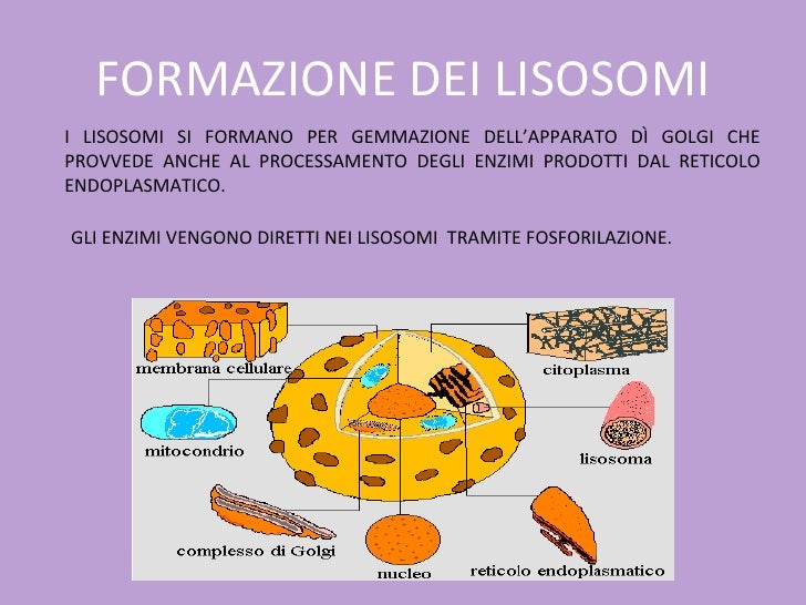 A Cosa Serve Il Reticolo Endoplasmatico