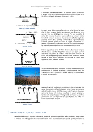 Associazione Italiana Sommelier – Corso I° Livello
                                                        Appunti

                                                   Il fusto della pianta può arrivare a un metro di altezza; la potatura
                                                   è fatta in modo da far sviluppare un andamento orizzontale su un
                                                   filo di ferro sul quale si trovano gli speroni (i tralci).




             Figura 10 - Cordone speronato
                                                   Prende il nome dallo studioso francese che lo ha ideato. Sul fusto
                                                   alto 50-80cm vengono lasciati uno sperone con 2 gemme e un
                                                   capo a frutto con 10-12 gemme o meno. Per tale possibilità di
                                                   scelta del numero di gemme viene definito a potatura mista.
                                                   Durante la potatura si asporta il vecchio capo a frutto (taglio del
                                                   passato), mentre dei 2 germogli formatisi dalle 2 gemme lasciate
                                                   sull'altro sperone quello più vicino al ceppo è accorciato a 2
                                                   gemme (taglio del futuro) e l'altro destinato alla produzione (taglio
                                                   del presente) viene legato orizzontalmente ad un filo di ferro.
                   Figura 11 - Guyot

                                                   Sistema a potatura corta, 30-40cm da terra. Su di esso vengono
                                                   allevate alcune branche che portano ciascuna uno o più speroni,
                                                   con una o due gemme. E' adottato nelle zone calde all'interno di
                                                   buche che proteggono i grappoli dai venti caldi, nelle zone fredde
                                                   perché la poca altezza permette di sfruttare il calore. Poco
                                                   produttivo non si avvale di sostegni.



                 Figura 12 - Alberello
                                                   Sotto questo nome vanno numerose forme di allevamento che si
                                                   differenziano da regione a regione. Particolarmente usata nel
                                                   Triveneto ha come caratteristica di base quella di formare un vero
                                                   e proprio tetto vegetale.




                  Figura 13 - Pergola
                                                   Adatto alle grandi produzioni, prevede un tralcio orizzontale alto
                                                   da cui dipartono i rami fruttiferi arcuati verso il basso. Una variante
                                                   dello Sylvoz è il sistema CASARSA che prevede l'impianto di due viti
                                                   contro lo stesso palo (tutore metallico in acciaio zincato) e
                                                   l'andamento orizzontale dei tralci legnosi. Si forma così un cordone
                                                   permanente con un imponente sviluppo fogliare che offre una
                                                   buona protezione ai grappoli.


                   Figura 14 - Sylvoz




LA LAVORAZIONE DEL TERRENO E L’IRRIGAZIONE

      La vite assorbe acqua e sostanze nutritive dal terreno. E’ quindi indispensabile che in primavera venga curato
      e rimosso, per distruggere le radici avventizie delle viti e favorire così lo sviluppo di quella principale. La


                                                                                                                      16
 