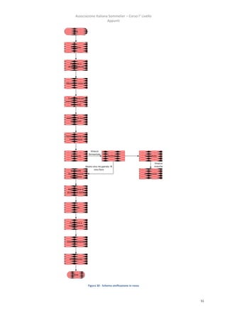 Associazione Italiana Sommelier – Corso I° Livello
                               Appunti

        Uva




     Trasporto




    Pigiatura o
  dirasapigiatura




Mosto con vinacce




  Trattamenti ed
eventuali correzioni
    del mosto




Addizione di lieviti
   selezionati




Fermentazione con
   macerazione



                           Vinacce
                         fermentate
     Svinatura                           Torchiatura                 Torchiatura

                                                                               Vinacce
                       Mosto-vino recuperato                                  esaurite
    Eventuale                 vino fiore
  fermentazione                                                      Distillazione
    malolattica




  Maturazione in
 acciaio e/o botte




      Travasi




    Correzioni e
   stabilizzazioni




 Imbottigliamento




   Affinamento




        Vino



                         Figura 30 - Schema vinificazione in rosso




                                                                                          51
 