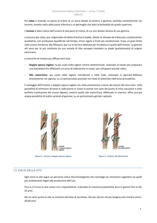 Associazione Italiana Sommelier – Corso I° Livello
                                                        Appunti

      Per talea si intende un pezzo di tralcio di un anno dotato di almeno 2 gemme; piantato verticalmente nel
      terreno, emette radici dalla parte inferiore e un germoglio che darà la barbatella da quella superiore.

      L’innesto è dato invece dall’unione di due pezzi di tralcio, di cui uno dotato almeno di una gemma.

      La tecnica per talea, pur originando viti dette franche di piede, dotate di elevate ed indiscusse caratteristiche
      qualitative, con produzioni equilibrate nel tempo, minor vigore e frutti più caratterizzati, trova un gran limite
      nella scarsa resistenza alla fillossera, per cui la tecnica adottata per eccellenza è quella dell’innesto. Le giovani
      viti sono per lo più costituite da una varietà di Vite europea innestata su piede (portainnesto) di origine
      americana.

      Le tecniche di innesto più diffuse sono due:

      -   Doppio spacco inglese: la più usata nelle regioni centro-settentrionali, realizzato al tavolo per preparare
          una barbatella che effettuerà un anno di radicazione in vivaio, per sviluppare piccole radici;

      -   Alla maiorchina: più usato nelle regioni meridionali e nelle isole, realizzato in gennaio-febbraio
          direttamente nel vigneto, su un portainnesto piantato nel mese di settembre dell’anno precedente.

      Il vantaggio dell’innesto a doppio spacco inglese sta nella precisissima unione dei tessuti dei due tralci, nella
      possibilità di eliminare durante la radicazione in vivaio le piante non sane dal punto di vista vascolare e nella
      perfetta costituzione del nuovo vigneto, mentre quella alla maiorchina, effettuato in inverno, offre una più
      ampia possibilità di scelte varietali di gemme, su un portainnesto già ben radicato.




                Figura 4 - Innesto a doppio spacco inglese                     Figura 5 - Innesto alla Maiorchina




IL CICLO DELLA VITE

      Ogni anno la vite segue un percorso ciclico (fasi fenologiche) che coinvolge sia i fenomeni vegetativi sia quelli
      più strettamente legati alla produzione dell’uva.

      Fino ai 2-3 anni la vite cresce ma è improduttiva. Il periodo di massima produttività dura in genere fino ai 20-
      25 anni.

      Ad un certo punto la vite va incontro alla fase di vecchiaia, che per alcune viti più longeve può iniziare verso i
      30-40 anni.


                                                                                                                        6
 