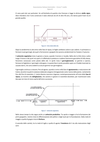 Associazione Italiana Sommelier – Corso I° Livello
                                                Appunti

Ci sono però dei casi particolari. Se sull’etichetta di qualche vino francese si legge la dicitura vieille vigne,
deve intendersi che il vino contenuto è stato ottenuto da viti di oltre 40 anni, che danno pochi frutti ma di
grande qualità.




                                        Figura 6 - Ciclo vitale della vite

Dopo la vendemmia la vite entra nella fase di riposo, le foglie cambiano colore e poi cadono. In primavera si
formano nuovi germogli, dai quali si formeranno i grappoli che saranno vendemmiati tra l’estate e l’autunno.

Il sottociclo vegetativo inizia in genere a marzo, quando il terreno si riscalda. Nella vite la linfa inizia a salire
lungo il tronco e dai punti nei quali si è effettuata la potatura si vedono fuoriuscire goccioline di linfa stessa,
fenomeno conosciuto come pianto della vite. In aprile inizia il germogliamento. Le gemme si aprono,
formano le foglioline e i germogli si allungano. In questa fase è anche possibile capire se il freddo invernale ha
causato danni, che sono evidenti se alcune gemme non germogliano.

Il germoglio continua a crescere, fino ad agosto, quando si entra nella fase di agostamento o maturazione del
tralcio, durante la quale le sostanze elaborate vengono immagazzinate come riserve della pianta. Lentamente
fino alla fine di novembre, il tralcio diventa marrone e legnoso; contemporaneamente all’inizio della fase di
riposo, va incontro alla defogliazione, che avviene in genere in novembre-dicembre, per ricominciare tutto
daccapo nei mesi di marzo-aprile dell’anno successivo.




                                        Figura 7 - Sottociclo vegetativo

Nello stesso tempo la vite segue anche un sottociclo produttivo. Tra aprile e maggio si ha la formazione dei
primi grappolini, mentre inizia la differenziazione del polline e degli ovuli per la fecondazione. Dalla metà di
maggio a quella di giugno inizia la fioritura.

A seconda delle varietà, tra la metà di luglio e quella di agosto l’invaiatura dà il via alla maturazione degli
acini.



                                                                                                                  7
 