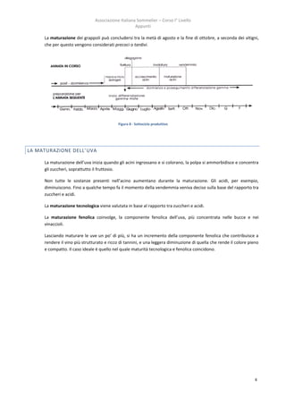 Associazione Italiana Sommelier – Corso I° Livello
                                                    Appunti

     La maturazione dei grappoli può concludersi tra la metà di agosto e la fine di ottobre, a seconda dei vitigni,
     che per questo vengono considerati precoci o tardivi.




                                           Figura 8 - Sottociclo produttivo




LA MATURAZIONE DELL’UVA

     La maturazione dell’uva inizia quando gli acini ingrossano e si colorano, la polpa si ammorbidisce e concentra
     gli zuccheri, soprattutto il fruttosio.

     Non tutte le sostanze presenti nell’acino aumentano durante la maturazione. Gli acidi, per esempio,
     diminuiscono. Fino a qualche tempo fa il momento della vendemmia veniva deciso sulla base del rapporto tra
     zuccheri e acidi.

     La maturazione tecnologica viene valutata in base al rapporto tra zuccheri e acidi.

     La maturazione fenolica coinvolge, la componente fenolica dell’uva, più concentrata nelle bucce e nei
     vinaccioli.

     Lasciando maturare le uve un po’ di più, si ha un incremento della componente fenolica che contribuisce a
     rendere il vino più strutturato e ricco di tannini, e una leggera diminuzione di quella che rende il colore pieno
     e compatto. Il caso ideale è quello nel quale maturità tecnologica e fenolica coincidono.




                                                                                                                    8
 