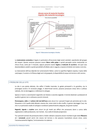 Associazione Italiana Sommelier – Corso I° Livello
                                                      Appunti




                                        Figura 9 - Maturazione tecnologica e fenolica




      La maturazione aromatica è legata in particolare all’accumulo degli aromi varietali, soprattutto del gruppo
      dei terpeni. Queste sostanze possono essere libere nella polpa e quindi percepite anche masticando un
      chicco d’uva, come per il moscato, oppure possono essere legate a molecole di zucchero, nel qual caso
      diventerebbero volatili e quindi percettibili all’olfatto solo in seguito a reazioni di idrolisi nel mosto e nel vino.

      La maturazione dell’uva dipende da numerosissimi fattori, come la superficie fogliare esposta, il peso delle
      uve/ceppo, il numero e la fittezza degli acini nel grappolo, la disponibilità di acqua nel terreno e altri ancora.




I PROBLEMI DELLA VITE

      La vite è una pianta delicata, che soffre il freddo invernale, le gelate primaverili e la grandine, ma la
      prolungata siccità e le eccessive piogge, in determinati terreni, possono provocare stress idrici o asfissia
      radicale, che ne danneggiano o rallentano lo sviluppo.

      Spesso si ricorre a concimazioni organiche con letame o concime vegetale. In terreni destinati a produzioni di
      qualità in genere non si utilizzano concimi minerali.

      Peronospora, oidio e il vettore del mal dell’esca sono alcuni tra i parassiti fungini più pericolosi per la vite.
      Situazione a sé è quella della Botrytic cinerea che, come tutte le altre muffe, in genere danneggia l’uva, ma
      che in un particolare stadio di sviluppo e condizioni pedoclimatiche adeguate, dà grandi risultati.

      Ragnetti, tignole e cicaline sono alcuni tra gli insetti più diffusi che provocano danni a carico della
      vegetazione o della produzione, non mortali, ma a volte di elevate proporzioni.

      Tra i parassiti animali che provocano danni a livello radicale si possono ancora ricordare la già citata fillossera
      ed i nematodi, piccoli vermi che vivono nel terreno e che possono trasmettere alcune virosi, come
      l’accartocciamento fogliare, l’arricciamento e la suberosi.


AVVERSITÀ PARASSITARIE
                                                                                                                         9
 