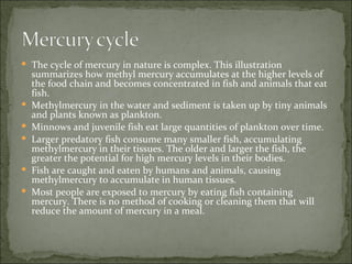 The cycle of mercury in nature is complex. This illustration summarizes how methyl mercury accumulates at the higher levels of the food chain and becomes concentrated in fish and animals that eat fish. Methylmercury in the water and sediment is taken up by tiny animals and plants known as plankton.  Minnows and juvenile fish eat large quantities of plankton over time.  Larger predatory fish consume many smaller fish, accumulating methylmercury in their tissues. The older and larger the fish, the greater the potential for high mercury levels in their bodies.  Fish are caught and eaten by humans and animals, causing methylmercury to accumulate in human tissues.  Most people are exposed to mercury by eating fish containing mercury. There is no method of cooking or cleaning them that will reduce the amount of mercury in a meal.  