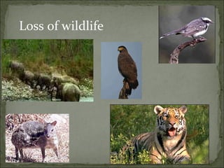 Loss of wildlife 