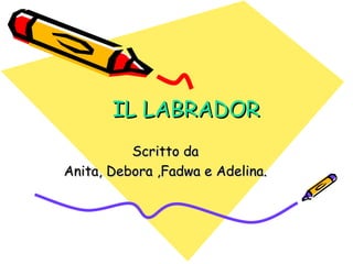 IL LABRADOR Scritto da Anita, Debora ,Fadwa e Adelina. 