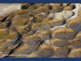 Pías nas rochas da praia lameira
 