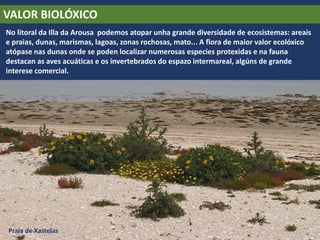 VALOR BIOLÓXICO
No litoral da Illa da Arousa podemos atopar unha grande diversidade de ecosistemas: areais
e praias, dunas, marismas, lagoas, zonas rochosas, mato... A flora de maior valor ecolóxico
atópase nas dunas onde se poden localizar numerosas especies protexidas e na fauna
destacan as aves acuáticas e os invertebrados do espazo intermareal, algúns de grande
interese comercial.
Praia de Xastelas
 