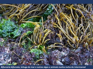 Bifurcaria bifurcata, leituga do mar e outras algas e animais nunha rocha do intermareal
 