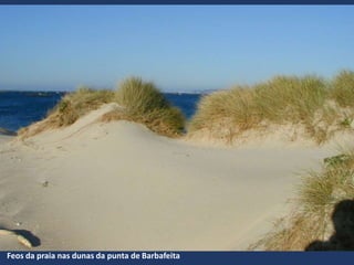 Feos da praia nas dunas da punta de Barbafeita
 