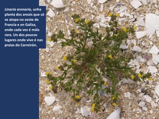 Linaria arenaria, unha
planta dos areais que só
se atopa no oeste de
Francia e en Galiza,
onde cada vez é máis
rara. Un dos poucos
lugares onde vive é nas
praias do Carreirón.
 