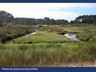 Plantas de marisma no Seo da Brava
 