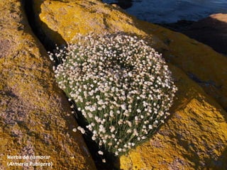 Herba de namorar
(Armeria Pubigera)
 