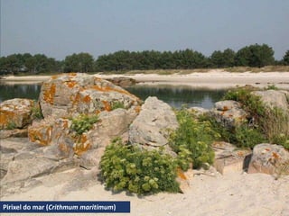 Pirixel do mar (Crithmum maritimum)
 