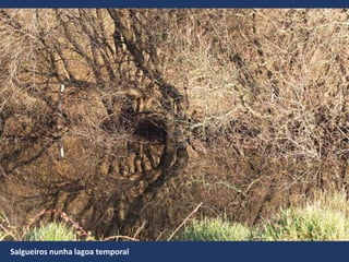 Salgueiros nunha lagoa temporal
 