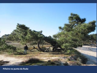 Piñeiro na punta da Ruda
 