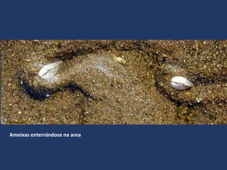 Ameixas enterrándose na area
 