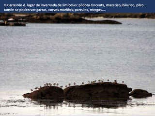 O Carreirón é lugar de invernada de limícolas: píldora cincenta, mazarico, bilurico, pilro...
tamén se poden ver garzas, corvos mariños, parrulos, mergos....
 
