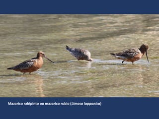 Mazarico rabipinto ou mazarico rubio (Limosa lapponica)
 